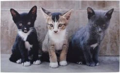 Paillasson Chatons 75 Cm X 45,4 Cm - Paillasson - Paillasson - Antidérapant - Pour Intérieur Et Extérieur - Cadeau - Cadeau - Cadeau - Nouvel An - Noël - Anniversaire