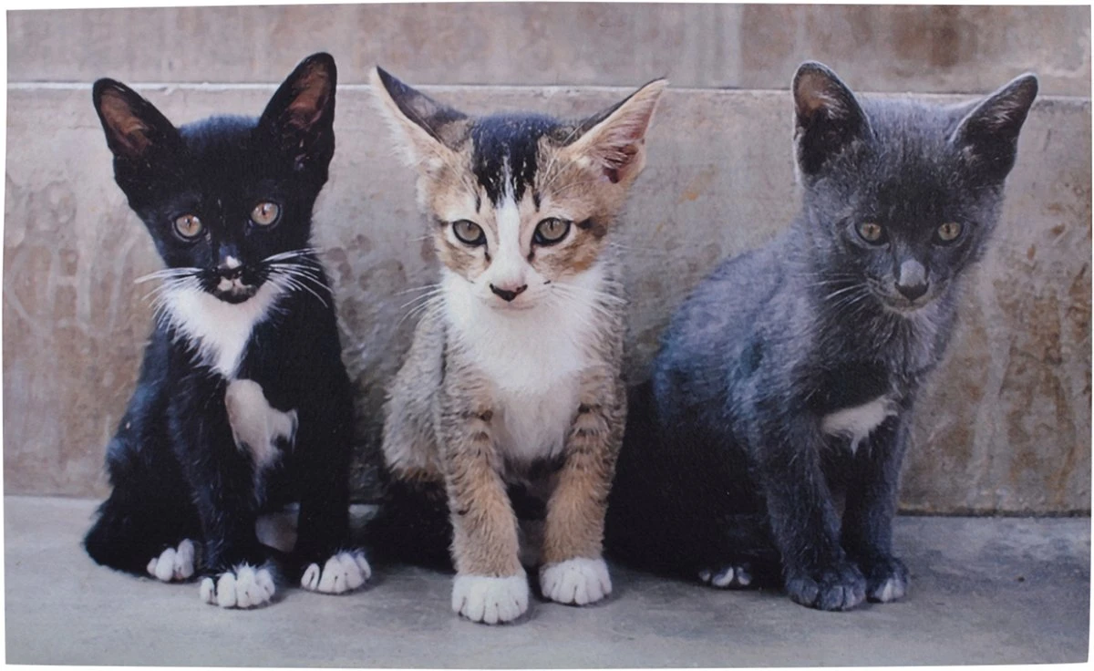 Paillasson Chatons 75 Cm X 45,4 Cm - Paillasson - Paillasson - Antidérapant - Pour Intérieur Et Extérieur - Cadeau - Cadeau - Cadeau - Nouvel An - Noël - Anniversaire 3 Paillasson Chatons 75 Cm X 45,4 Cm - Paillasson - Paillasson - Antidérapant - Pour Intérieur Et Extérieur - Cadeau - Cadeau - Cadeau - Nouvel An - Noël - Anniversaire