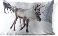 Coussins D'extérieur - Jardin - Une Photo De Noël De Rennes Le Long Des Routes Du Kilpisjarvi Finlandais - 50x30 Cm