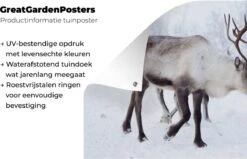 Une Photo De Noël De Rennes Sur Les Routes Du Jardin Finlandais Kilpisjarvi Affiche 90x60 Cm - Toile De Jardin / Toile D'extérieur / Peintures D'extérieur (décoration De Jardin) -Jingle Bells Boutique 1200x772 27