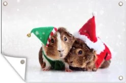 Affiche De Jardin Cavias Déguisée En Elfe Et Père Noël 90x60 Cm - Toile De Jardin / Toile D'extérieur / Peintures D'extérieur (décoration De Jardin) -Jingle Bells Boutique 1200x794 2