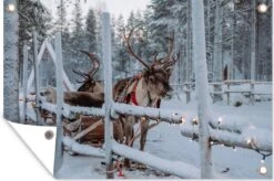 Affiche De Jardin Un Renne Au Village Du Père Noël En Finlande 180x120 Cm - Toile De Jardin / Toile D'extérieur / Peintures D'extérieur (décoration De Jardin) XXL / Groot Format! -Jingle Bells Boutique 1200x795 6