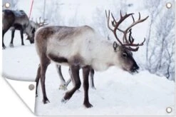 Une Photo De Noël De Rennes Sur Les Routes Du Jardin Finlandais Kilpisjarvi Affiche 90x60 Cm - Toile De Jardin / Toile D'extérieur / Peintures D'extérieur (décoration De Jardin) -Jingle Bells Boutique 1200x795 7