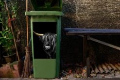 Sticker Conteneur Scottish HighlanderIllustrations De Noël - Highlander écossais Sur Fond Noir 13 Sticker Conteneur Scottish HighlanderIllustrations De Noël - Highlander écossais Sur Fond Noir -Jingle Bells Boutique 1200x800 1383