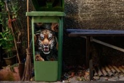 Sticker Conteneur TigreIllustrations De Noël - Tigre Parmi Les Fleurs Brunes -Jingle Bells Boutique 1200x800 1423