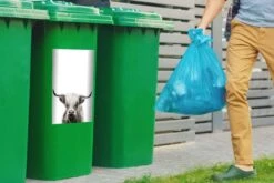 Autocollant De Conteneur Scottish HighlanderIllustrations De Noël - Highlander écossais Sur Fond Blanc -Jingle Bells Boutique 1200x800 1457