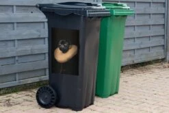 Sticker Conteneur Vieux MaîtresIllustrations De Noël - Vieux Maître Portrait D'un Carlin En Tenue Médiévale -Jingle Bells Boutique 1200x800 1519