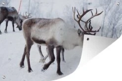 Une Photo De Noël De Rennes Sur Les Routes Du Jardin Finlandais Kilpisjarvi Affiche 90x60 Cm - Toile De Jardin / Toile D'extérieur / Peintures D'extérieur (décoration De Jardin)