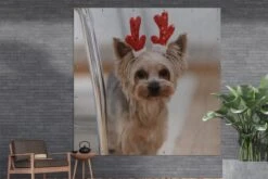 Affiche De Jardin Yorkshire Avec Un Accessoire De Noël - 200x200 Cm - Toile Jardin - Affiche Extérieure 10 Affiche De Jardin Yorkshire Avec Un Accessoire De Noël - 200x200 Cm - Toile Jardin - Affiche Extérieure -Jingle Bells Boutique 1200x800 1607