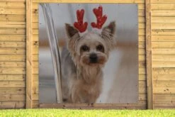 Affiche De Jardin Yorkshire Avec Un Accessoire De Noël - 200x200 Cm - Toile Jardin - Affiche Extérieure 13 Affiche De Jardin Yorkshire Avec Un Accessoire De Noël - 200x200 Cm - Toile Jardin - Affiche Extérieure -Jingle Bells Boutique 1200x800 1609