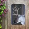 Un Gros Plan De L'animal De Noël Appelé Le Renne Affiche De Jardin 40x60 Cm - Petit - Toile De Jardin / Toile D'extérieur / Peintures D'extérieur (décoration De Jardin) -Jingle Bells Boutique 1200x800 2247