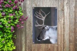 Un Gros Plan De L'animal De Noël Appelé Le Renne Affiche De Jardin 40x60 Cm - Petit - Toile De Jardin / Toile D'extérieur / Peintures D'extérieur (décoration De Jardin)