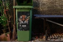 Autocollant De Conteneur TigreIllustrations De Noël - Tigre Entre Les Plantes Autocollant De Clic - 40x60 Cm - Autocollant De Clic - Autocollant De Conteneur Résistant Aux Intempéries 13 Autocollant De Conteneur TigreIllustrations De Noël - Tigre Entre Les Plantes Autocollant De Clic - 40x60 Cm - Autocollant De Clic - Autocollant De Conteneur Résistant Aux Intempéries -Jingle Bells Boutique 1200x800 2310