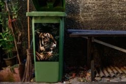 Sticker Conteneur TigreIllustrations De Noël - Tigre Rugissant Entre Les Feuilles -Jingle Bells Boutique 1200x800 2417