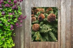 Un Gros Plan De Pommes De Pin Près Du Sapin De Noël Affiche De Jardin 30x40 Cm - Petit - Toile De Jardin / Toile D'extérieur / Peintures Pour L'extérieur (décoration De Jardin) -Jingle Bells Boutique 1200x800 2465