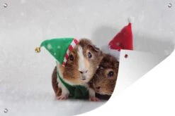 Affiche De Jardin Cavias Déguisée En Elfe Et Père Noël 90x60 Cm - Toile De Jardin / Toile D'extérieur / Peintures D'extérieur (décoration De Jardin)