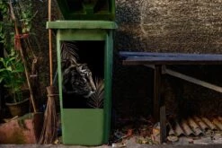 Sticker Conteneur TigreIllustrations De Noël - Côté D'un Tigre Sur Un Fond Noir Avec Des Branches -Jingle Bells Boutique 1200x800 938