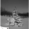 Posters De Jardin Sapin De Noël Illuminé Dans La Neige La Nuit - Noir Et Blanc - 60x90 Cm 2 Posters De Jardin Sapin De Noël Illuminé Dans La Neige La Nuit - Noir Et Blanc - 60x90 Cm -Jingle Bells Boutique 810x1200 15
